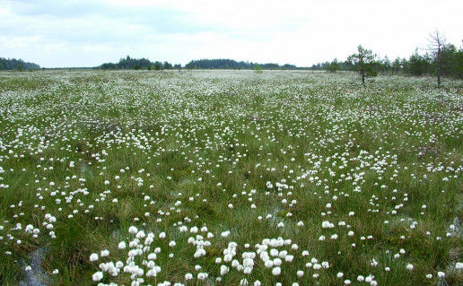 7-Cepkeliu raistas pavasari.jpg